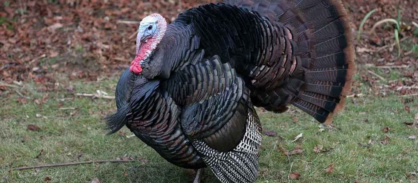 Λετονία: Χειροπέδες σε τρεις άνδρες που έκλεψαν γαλοπούλα και την «πότισαν» βότκα